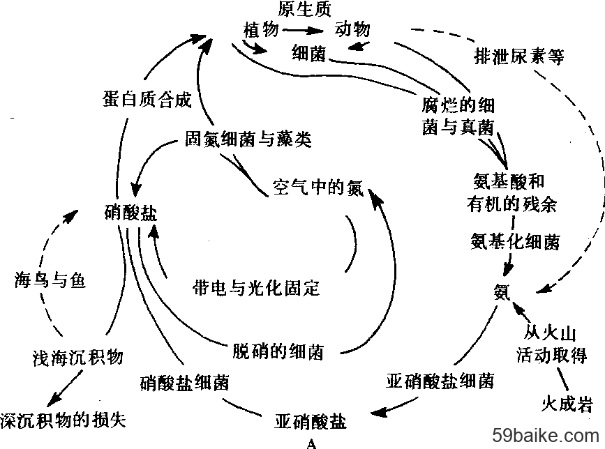 深入解析最新氮循环