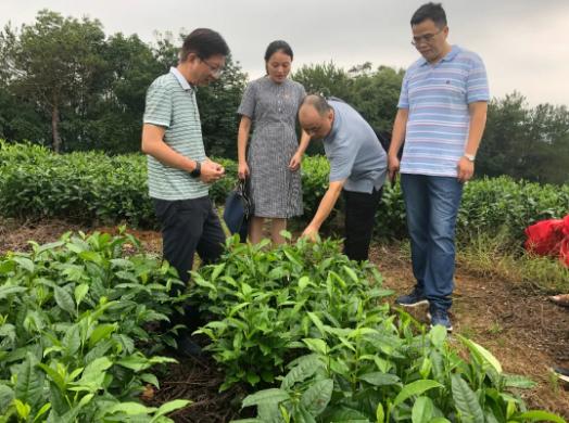 后门坪最新——探索城市中的一片新天地