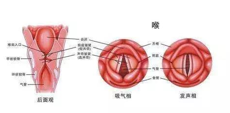 喉的最新章节，探索与发现