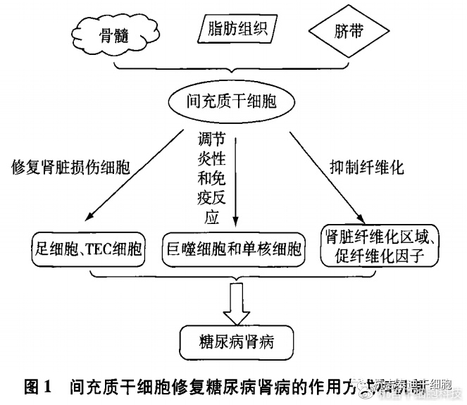 干细胞肾研究最新进展