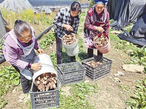 榛蘑最新种植技术探索与实践