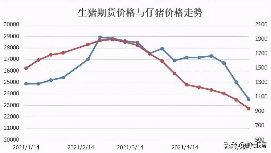 猪肉市场行情分析，最新猪价走势报告