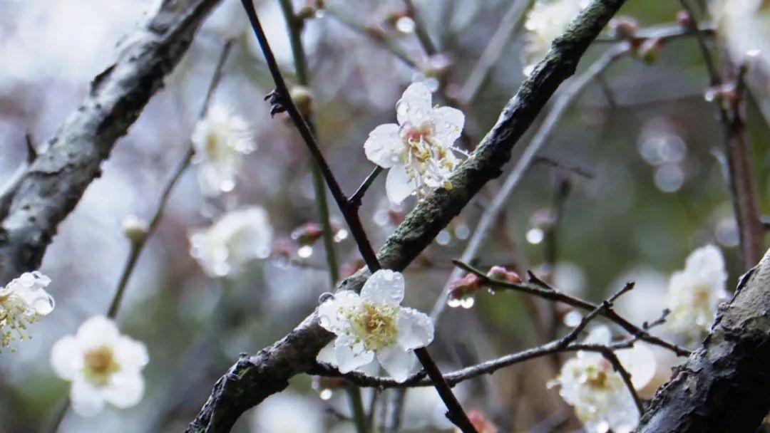 韶关樱花公园最新探秘